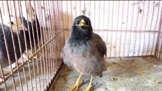 Myna Bird Sound  Indian Myna Sound  Common Myna Sound  Myna Sound [upl. by Glenine796]