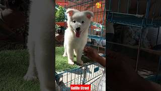 Cute Pet Market Kolkata Lowest price puppy dogGallif Street dogsKolkata dog market [upl. by Hilar]