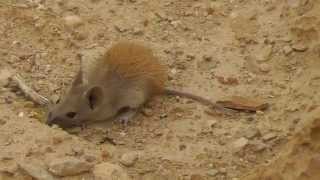 Golden Spiny Mouse  Masada [upl. by Yeslek]