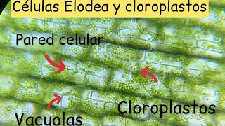 Cloroplastos de Elodea al microscopio  BiologíayEcología biologíaenunminuto [upl. by Unhsiv]