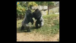 Silverback Gorilla Fighting Gorilla Fighting Gorilla ki larai Animal Fight Videos [upl. by Elletnohs]