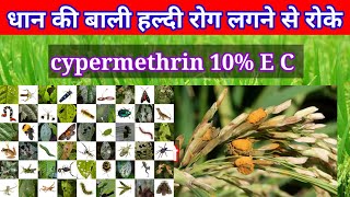 cypermethrin 10 ec  हल्दी रोग लगने से रोके धान की खेती [upl. by Gemperle]