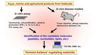 Immunological screening genomic library screening method [upl. by Kobe]