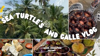 Schildkröten Mangroven Flussfahrt amp Galle Vlog Sri Lanka 🇱🇰☀️🐢 [upl. by Nylcsoj903]