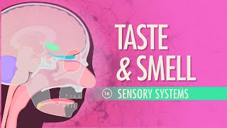 Taste amp Smell Crash Course Anatomy amp Physiology 16 [upl. by Ycnalc105]