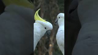 Sulphurcrested cockatoo shorts wildlife lovebird [upl. by Oilasor]