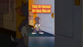 Tom Attacked By Dog Melon melonplayground funny shorts [upl. by Nosydam]