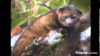 Meet the olinguito the worlds newest mammal [upl. by Jain]