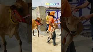 देखों जर्सी गाय की सुंदरता Jersey Nanha Lajwana Dairy Farm [upl. by Chadd]