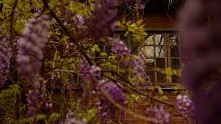 Wisteria Flowers IV  Tbilisi  Georgia [upl. by Sigler550]