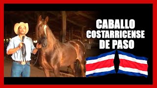 🐴🇨🇷 Caballo Costarricense de Paso  RP Fierro Minor Álvarez 01 [upl. by Nimref]