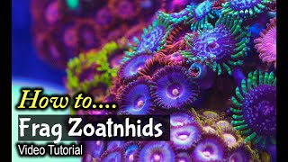 How To Frag Zoanthids [upl. by Niotna]