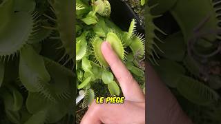 Ne Touchez Jamais Cette Plante Carnivore shorts [upl. by Ramalahs739]