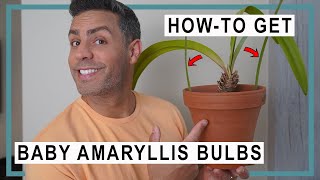 HowTo Get Your Amaryllis Bulbs to Grow and ReBloom  Getting New Baby Bulbs [upl. by Indyc]