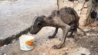 Emaciated stray dog batlike from malnutrition struggles by the garbage avoided by all [upl. by Jeth]