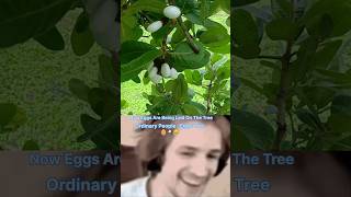 What is The white bhilawa tree 🌴 🥚 ytshorts shorts shortvideos viralvideos facts [upl. by Ogu]