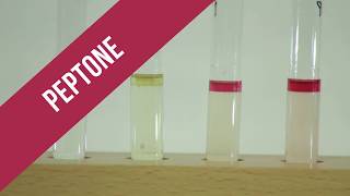 Peptone Test [upl. by Noryahs]