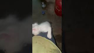 My kitty trending cat katten catfunny kittten catvideos funnycatvideos youtubeshorts [upl. by Demetri503]