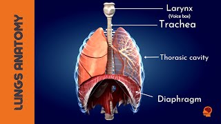 Discovering the Wonders of Your Lungs3D animation [upl. by Kelly]