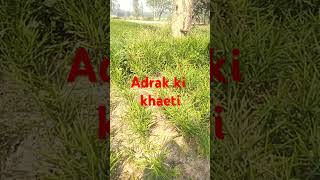 Adrak ki kheti sorts [upl. by Nnaynaffit]