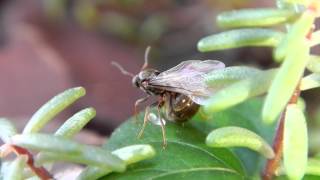 Princesse Lasius sp noir [upl. by Adorl396]