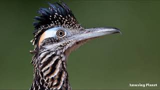 Greater Roadrunner Call  Greater Roadrunner Sound [upl. by Millhon]