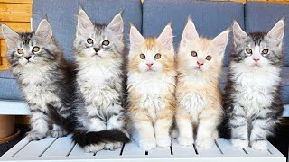 Maine Coon Kittens Growing Up Day 1  100 [upl. by Methuselah808]