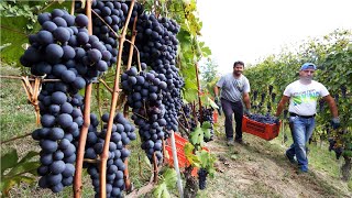 Amazing Grape Harvesting and Processing Grape Juice 🍇  Modern agricultural harvesting machines [upl. by Erfert]