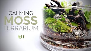 Calming moss terrarium build [upl. by Mauve]