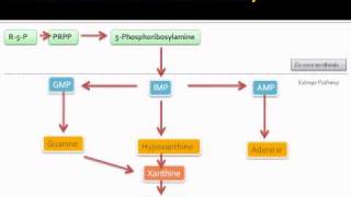 Purine metabolic pathway [upl. by Durwyn]