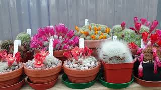 Rebutia and other cacti flowering this time of year in my greenhouse [upl. by Ydnih]