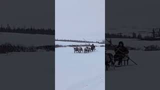 Reindeer herders arctic  Nomads Siberia nomadsofthefarnorthofyamal [upl. by Ainotal]