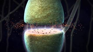 Chemical Synapse Animation [upl. by Colleen]