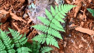 Dryopteris expansa [upl. by Nilecoj]