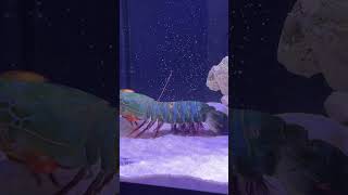 Mantis Shrimp Packs a Punch Part 02 [upl. by Eamanna]