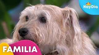 Prevén las repentinas convulsiones en tu perrito  Hoy Día  Telemundo [upl. by Town]