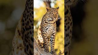 Cheetah vs Leopard Speed Strength in the Wild shorts trending youtubeshorts ytshorts cheetah [upl. by Linder]