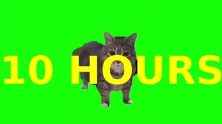 10 HOURS of OIIAOIIA the spinning cat TikTok meme [upl. by Adnal580]