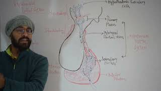 Hypophyseal Portal System hypothalamus pitutarygland hypophysealportalsystem net bsc msc [upl. by Nhguaval]