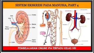 SISTEM EKSKRESI PART 4 [upl. by Roley993]