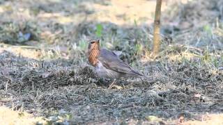 赤頸鶇 Redthroated thrush ノドグロツグミ [upl. by Euqininod]