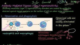 77P  AntibodyMediated Diseases Type II Hypersensitivity [upl. by Ellirpa]