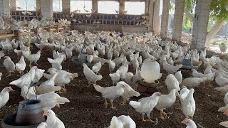 Poultry Farming in Pakistan  poultry farming egg production  part 24 [upl. by Geer]