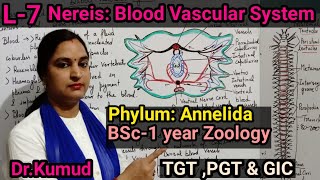 NereisBlood Vascular System of NereisL7ZoologyBSc1st YearTGTPGTGICआसान शब्दों मेंSTD [upl. by Abrahamsen]