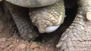 Die Paarung der Breitrandschildkröte  Mating amp hatching of the Testudo Marginata March 2010 [upl. by Letha]