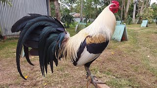 Grey RRZN Kanawayon Riche Obordo Big Farm In the Philippines  Beautiful Birds [upl. by Drofliw]