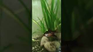 Vissen zwemmen rustig na waterwissel aquarium [upl. by Erreip832]