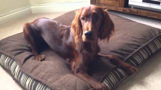 Ruby the 6 month old irish setter [upl. by Waller282]