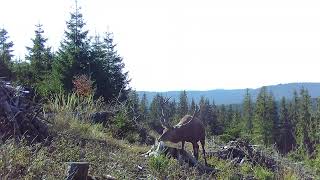 Cerb la sararieCervus elaphus [upl. by Adil]