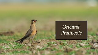 Oriental Pratincole  Calling  🇮🇳 [upl. by Ipoillak592]